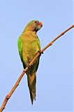 Peach-fronted Parakeetborder=